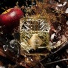 "Kilian Apple Brandy: A boozy, spicy, woody, fresh scent."