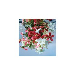 "The original Gucci Bloom Eau de Parfum features a unique blend of Tuberose, Jasmine Buds, and the rare Rangoon Creeper, creatin