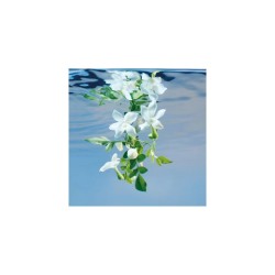 Created by master perfumer Alberto Morillas, this deeply floral and addictive fragrance reveals a divine trail,