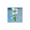 Created by master perfumer Alberto Morillas, this deeply floral and addictive fragrance reveals a divine trail,