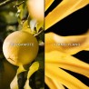 "GUERLAIN Terracotta Eau de Toilette - Sunny & Captivating Fragrance"