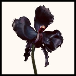 "Tom Ford Black Orchid Reserve Extrait de Parfum | Luxury Scent"