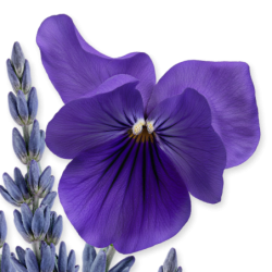 Palatine - Parfums de Marly