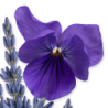 Palatine - Parfums de Marly