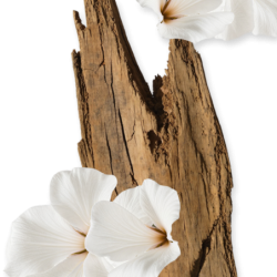 Valaya - Parfums de Marly