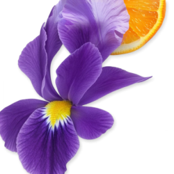 Athalia - Parfums de Marly