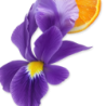 Athalia - Parfums de Marly